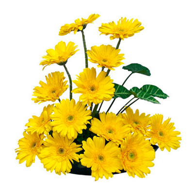 send Beautiful yellow Gerberas Basket to solapur